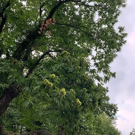 Πανσιόν Karidia